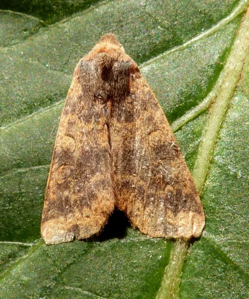 Dusky-lemon Sallow - Cirrhia gilvago