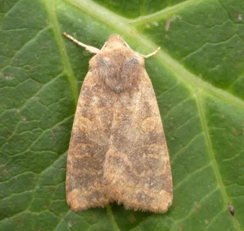 Dusky-lemon Sallow - photo 2