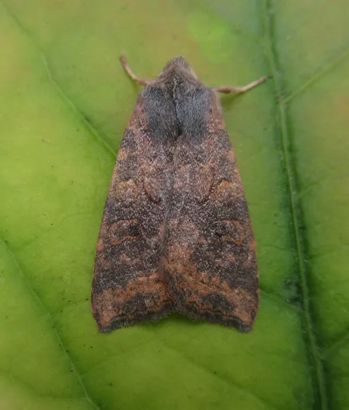 Dusky-lemon Sallow - photo 3