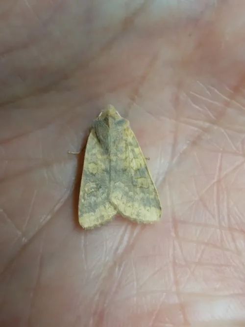 Dusky-lemon Sallow - photo 4