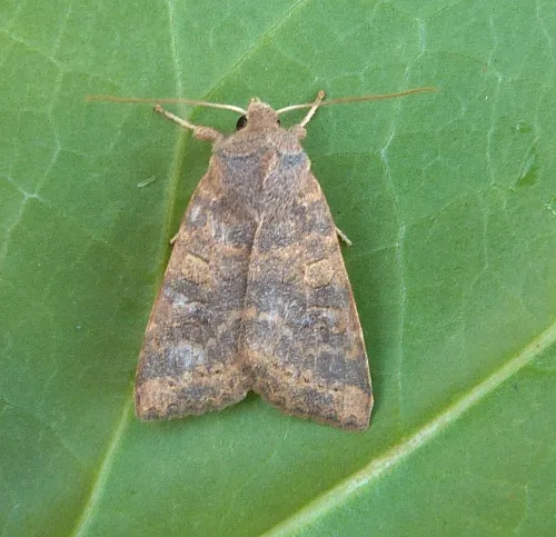 Dusky-lemon Sallow - photo 5