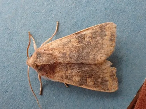 Dusky-lemon Sallow - photo 6