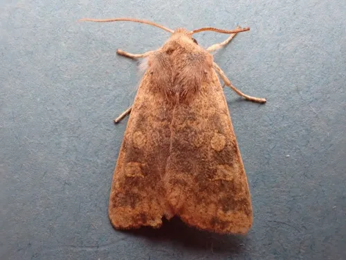 Dusky-lemon Sallow - photo 7