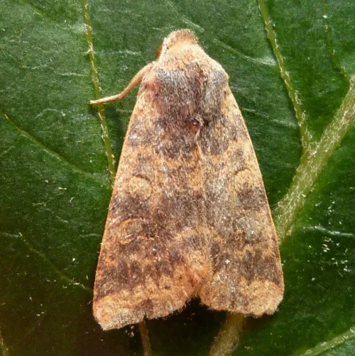 Dusky-lemon Sallow - photo 8