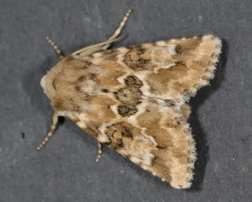 Dusky Sallow - photo 2