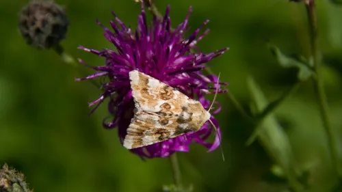 Dusky Sallow - photo 3