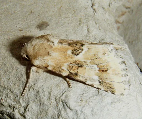 Dusky Sallow - photo 4