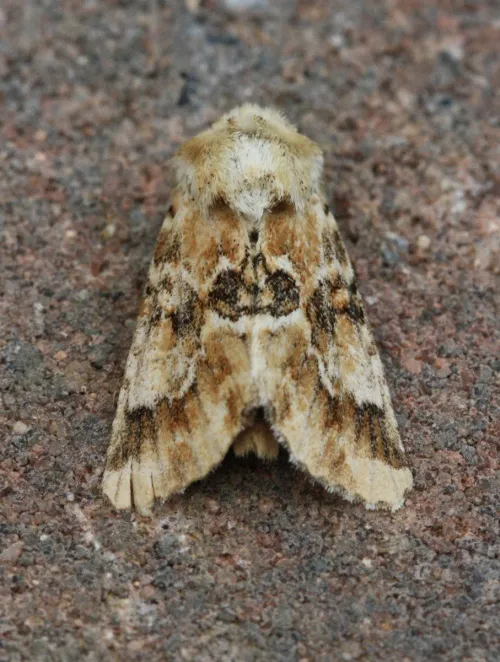 Dusky Sallow - photo 5