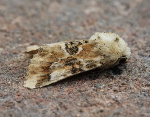 Dusky Sallow - photo 6