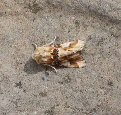 Dusky Sallow - photo 7