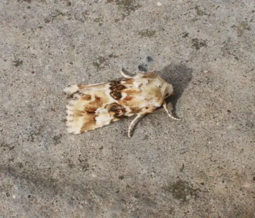 Dusky Sallow - photo 8