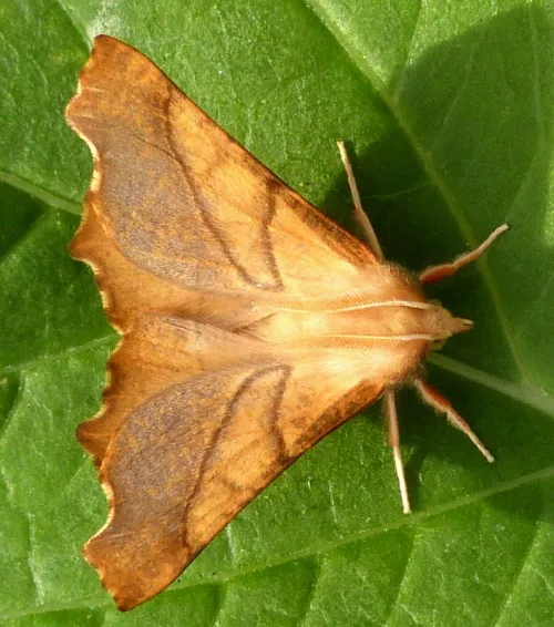 Dusky Thorn