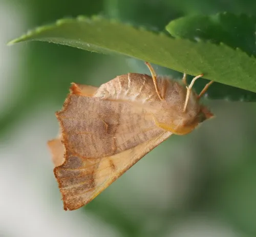 Dusky Thorn - photo 2