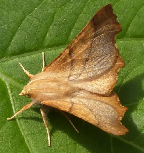 Dusky Thorn - photo 3