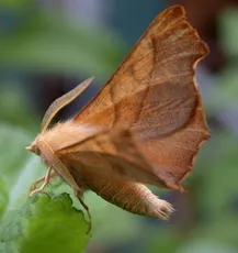 Dusky Thorn - photo 4