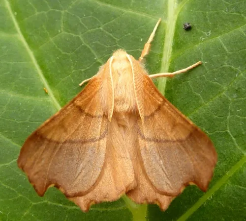 Dusky Thorn - photo 5