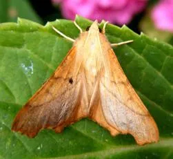 Dusky Thorn - photo 7