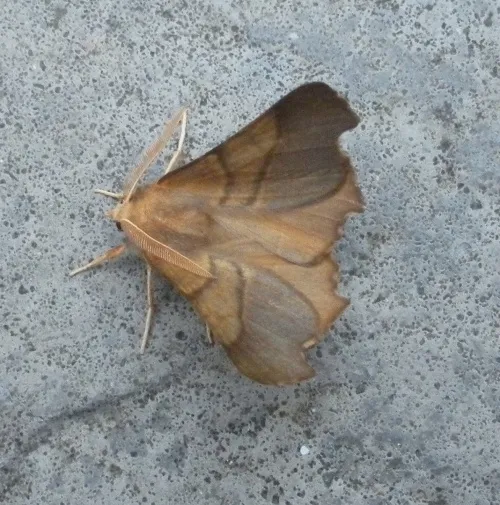 Dusky Thorn - photo 8