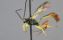 Dusona egregia