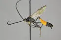 Dusona laticincta