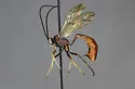 Dusona rufescens