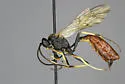 Dusona wyomingensis