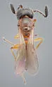 Duta virginiensis