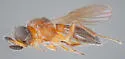 Duta virginiensis - photo 2