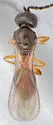Duta virginiensis - photo 4