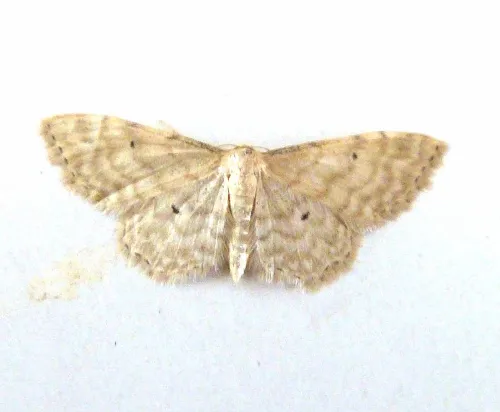Dwarf Cream Wave - photo 2