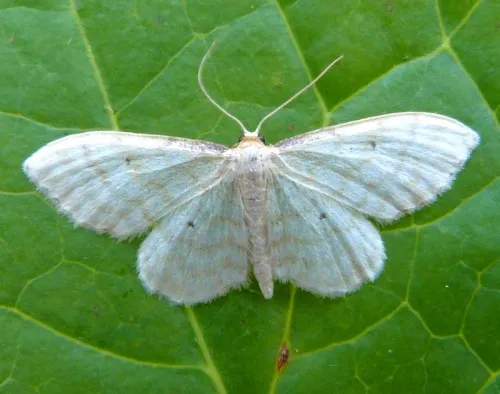 Dwarf Cream Wave - photo 3