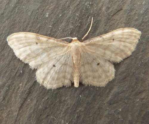Dwarf Cream Wave - photo 4