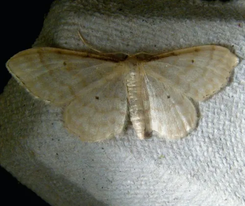 Dwarf Cream Wave - photo 8