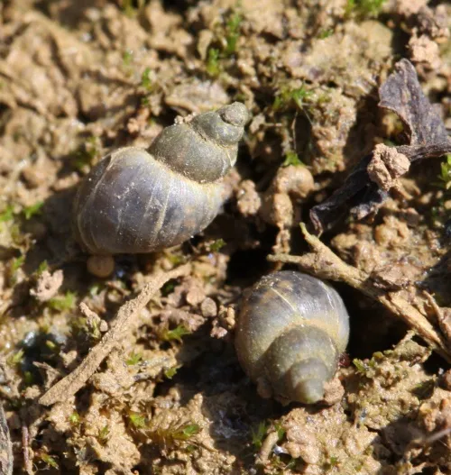 Dwarf Pond Snail