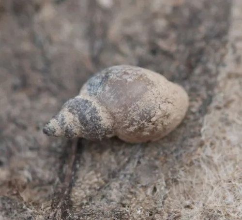 Dwarf Pond Snail - photo 2