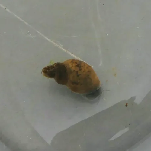 Dwarf Pond Snail - photo 3