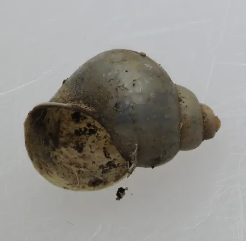 Dwarf Pond Snail - photo 4