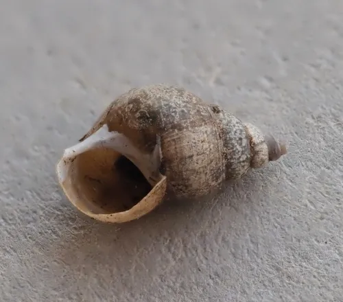 Dwarf Pond Snail - photo 5