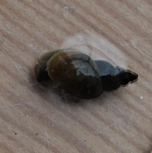 Dwarf Pond Snail - photo 7