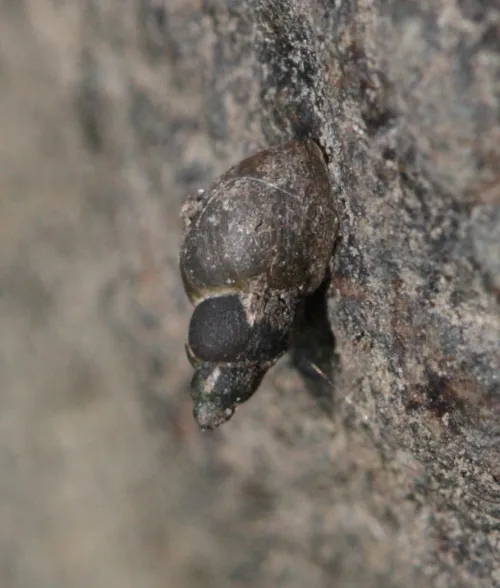 Dwarf Pond Snail - photo 8