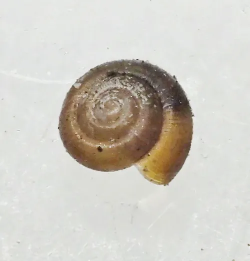 Dwarf Snail