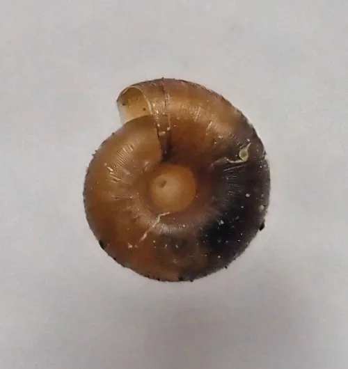 Dwarf Snail - photo 2