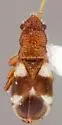 Dycoderus picturatus