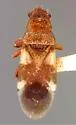 Dycoderus picturatus - photo 2