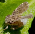 Dyctidea angustata