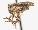 Dyctidea falcata