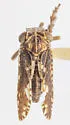 Dyctidea falcata - photo 2