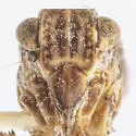 Dyctidea falcata - photo 3