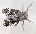 Dyctidea intermedia