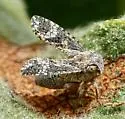 Dyctidea intermedia - photo 4